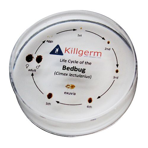 Killgerm® Bedbug Life Cycles