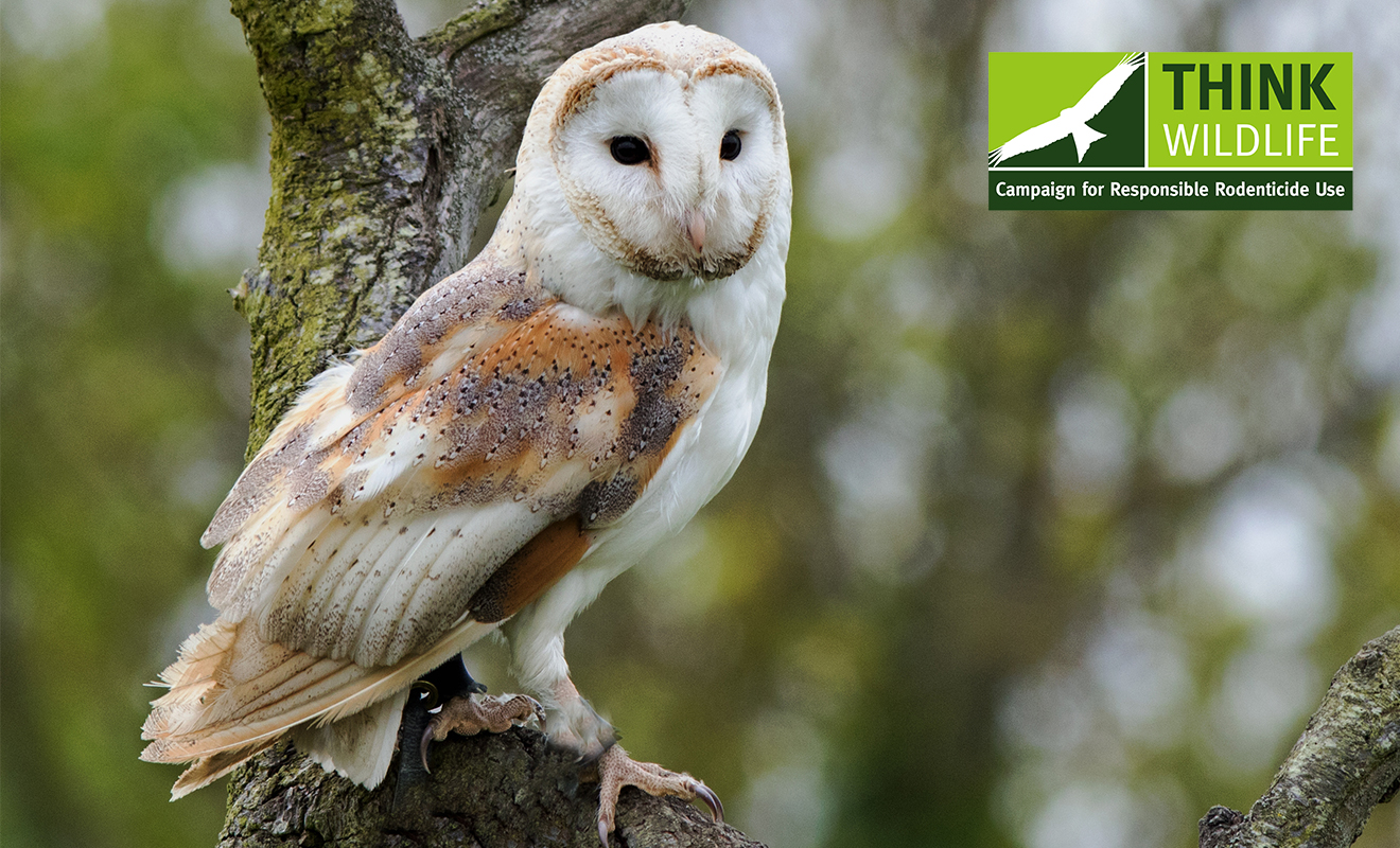 Static rodenticide residues in barn owl surveillance